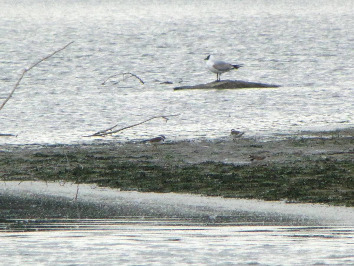 Common Ringed Plover - ML618965200