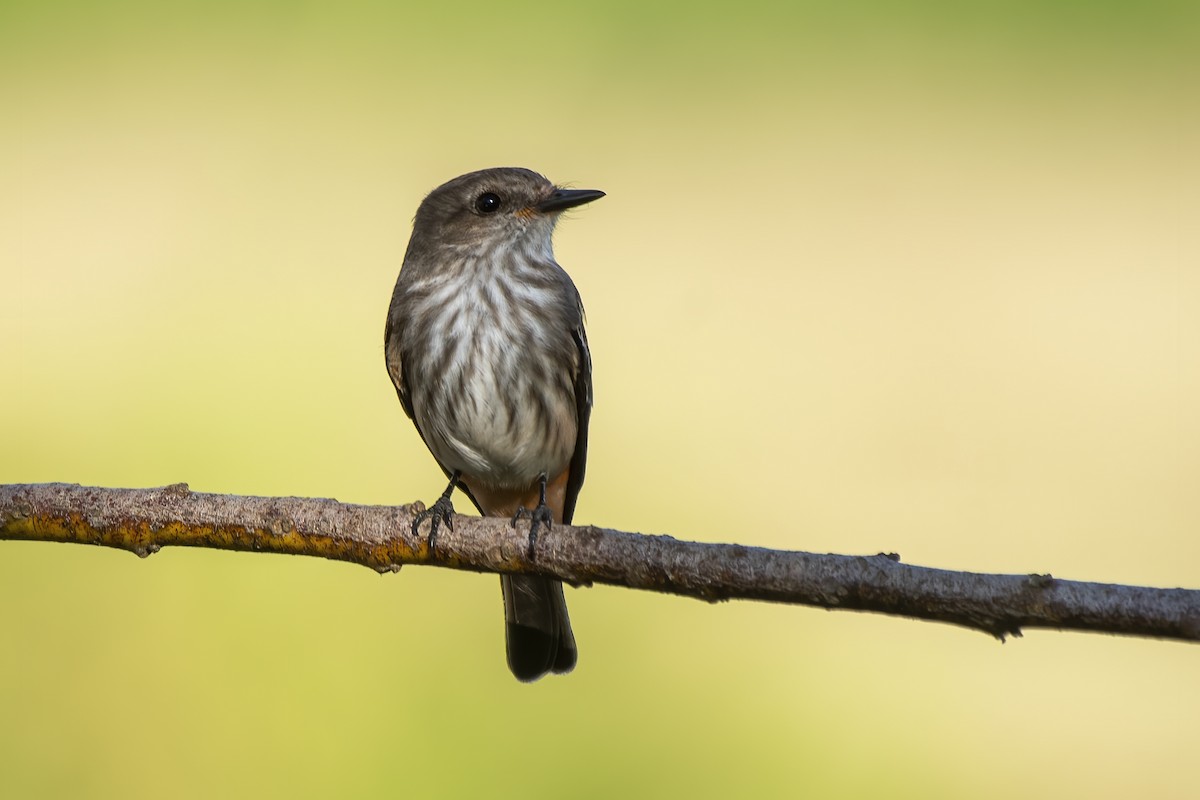 Vermilion Flycatcher - Luiz Carlos Ramassotti