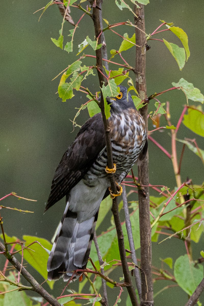 Large Hawk-Cuckoo - Uday Agashe