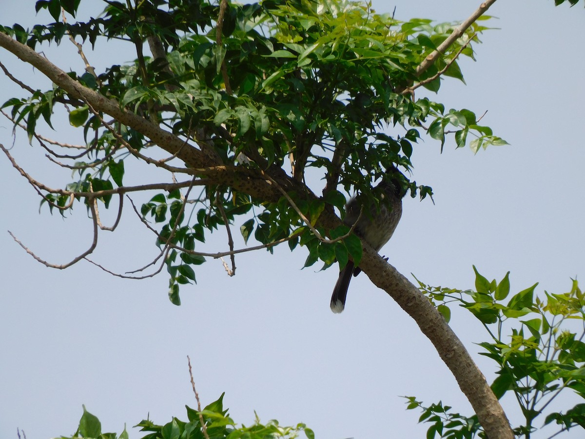 Red-vented Bulbul - Gayathri Mukunda