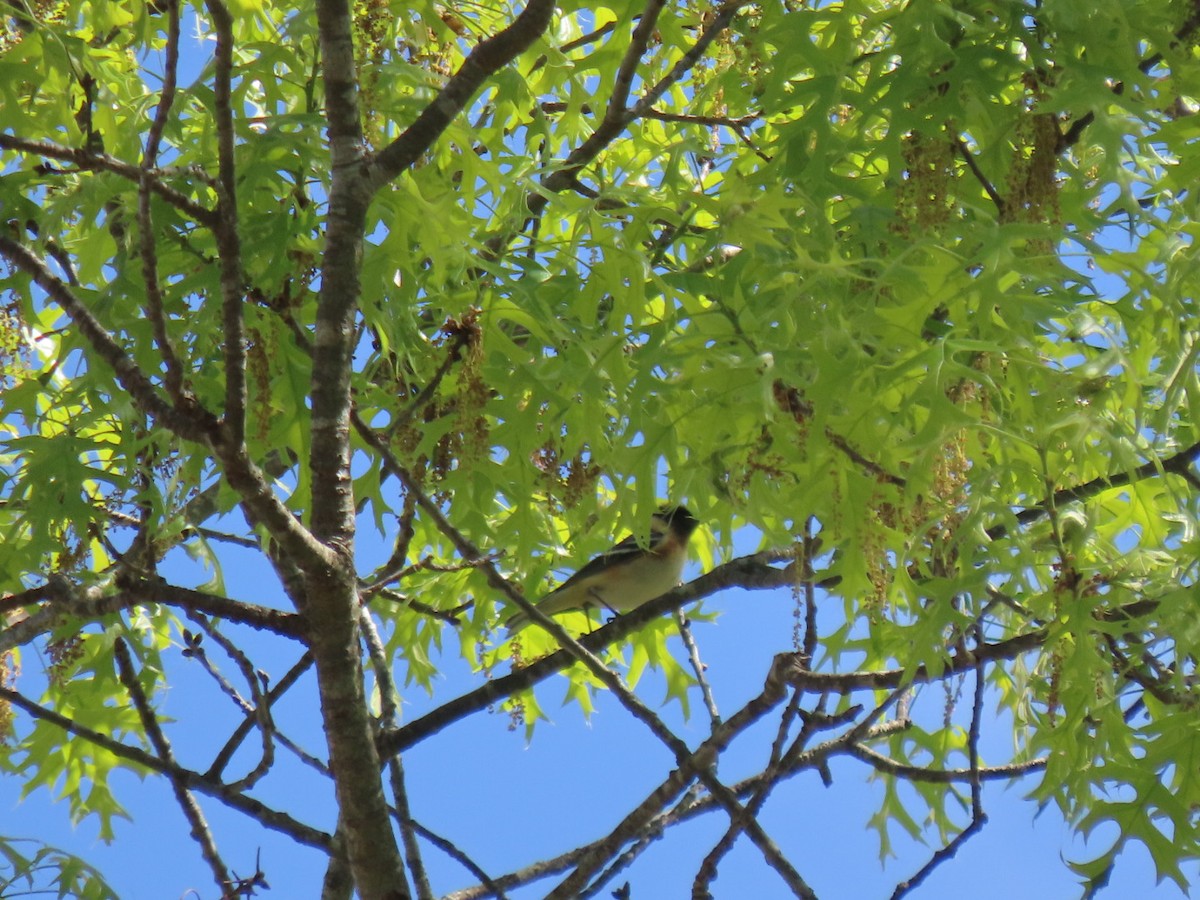 Bay-breasted Warbler - ML618965228