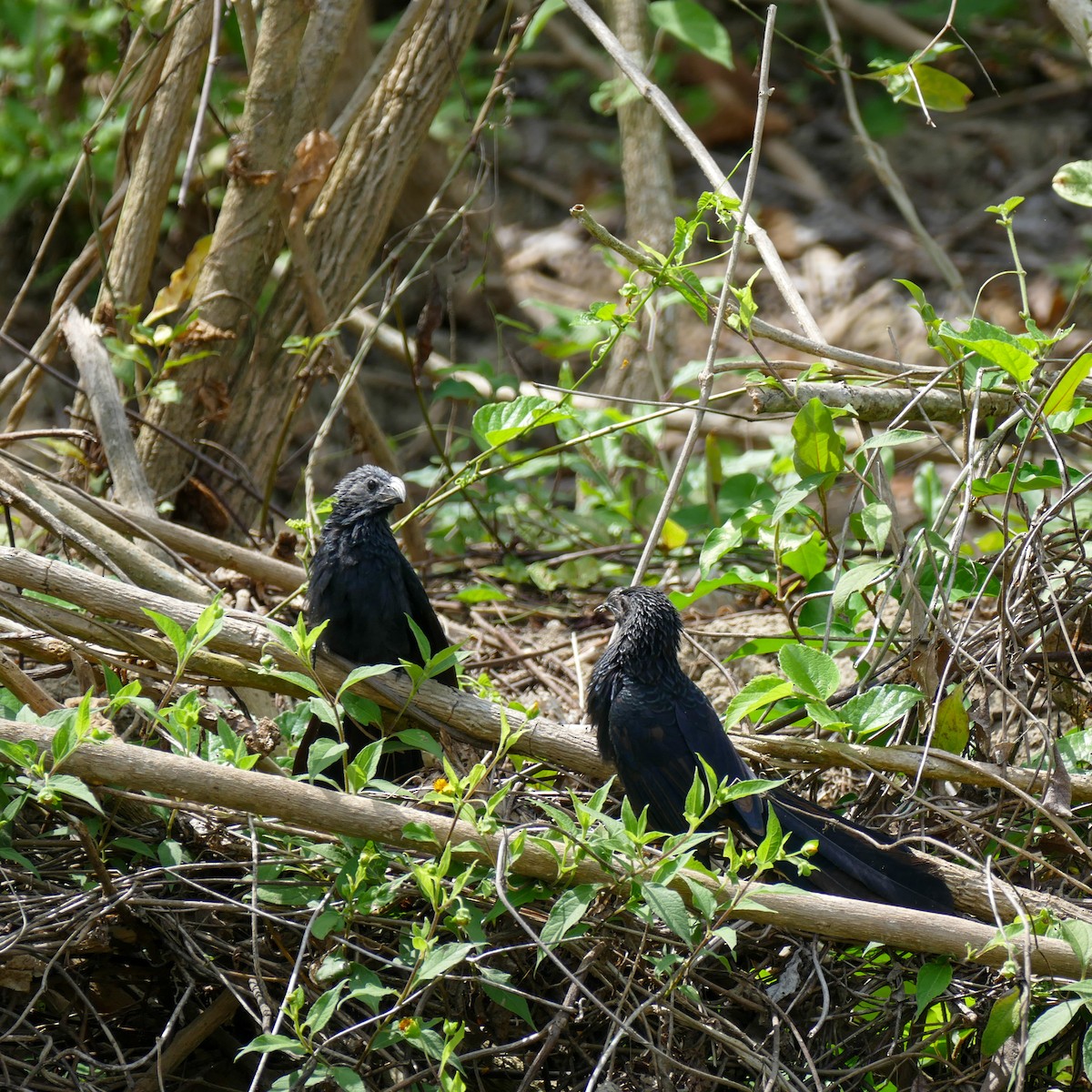 Groove-billed Ani - ML618965231