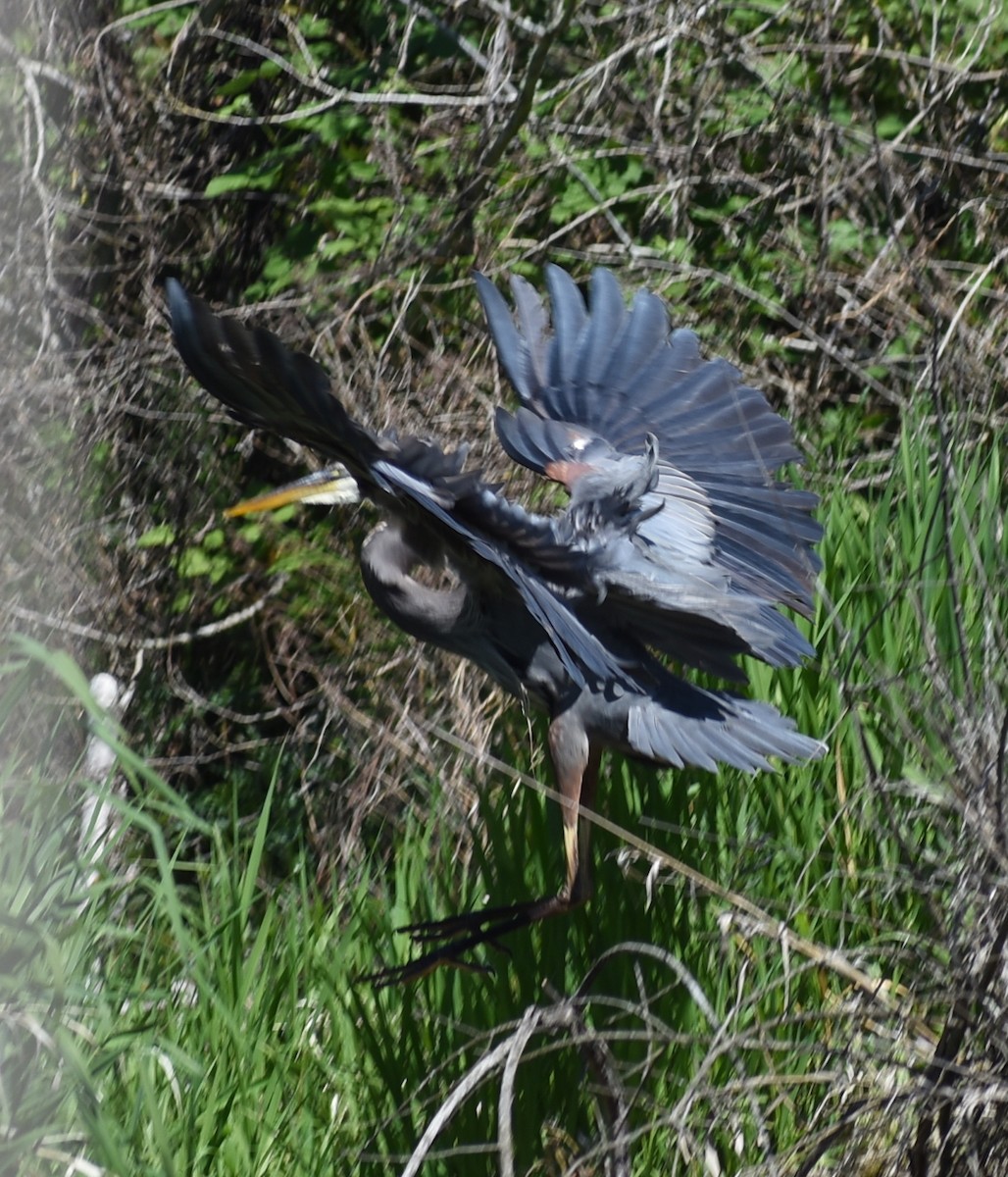 Great Blue Heron - M. Rogers