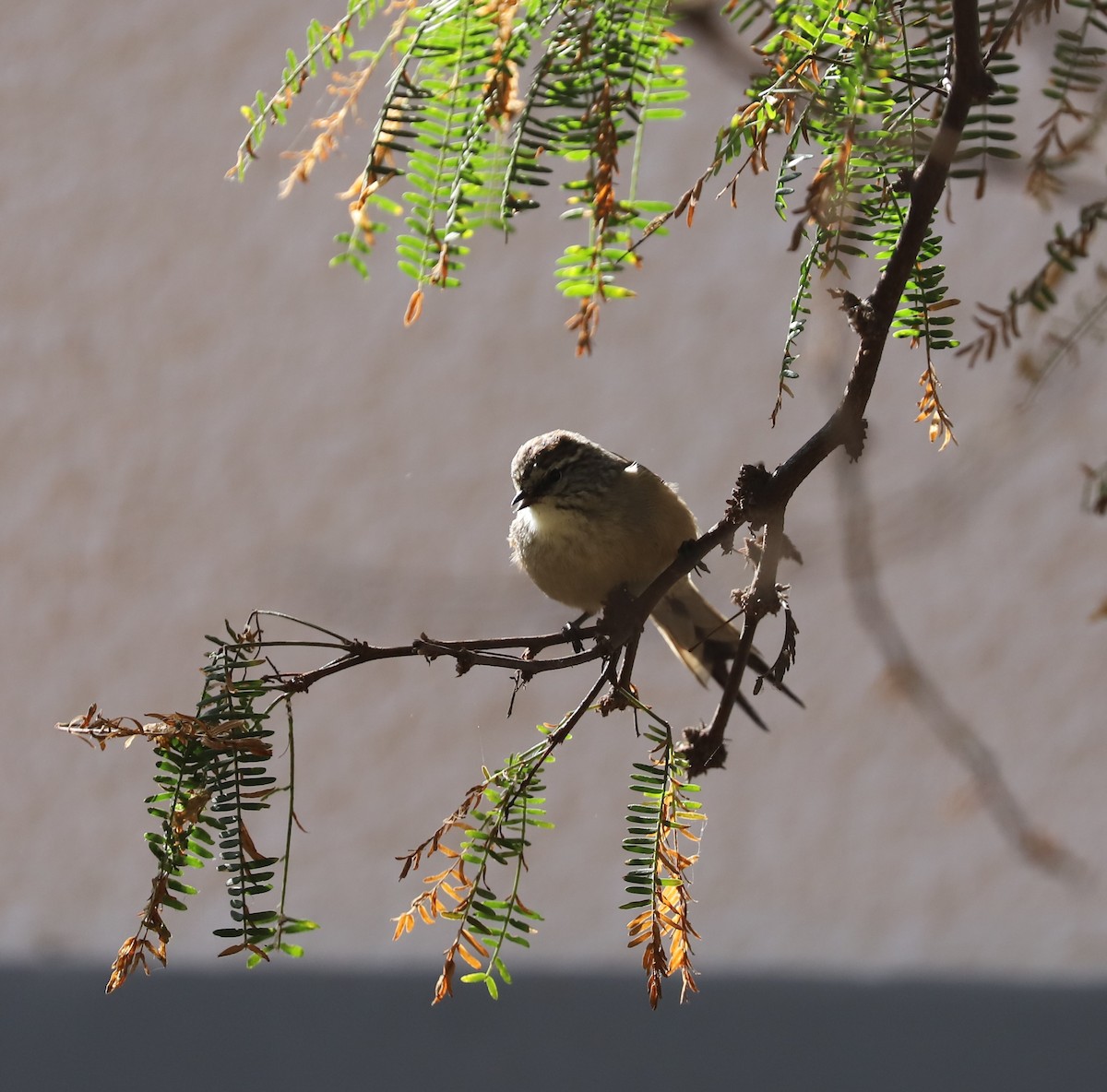 Plain-mantled Tit-Spinetail (grisescens) - Catalina Prado Bustamante