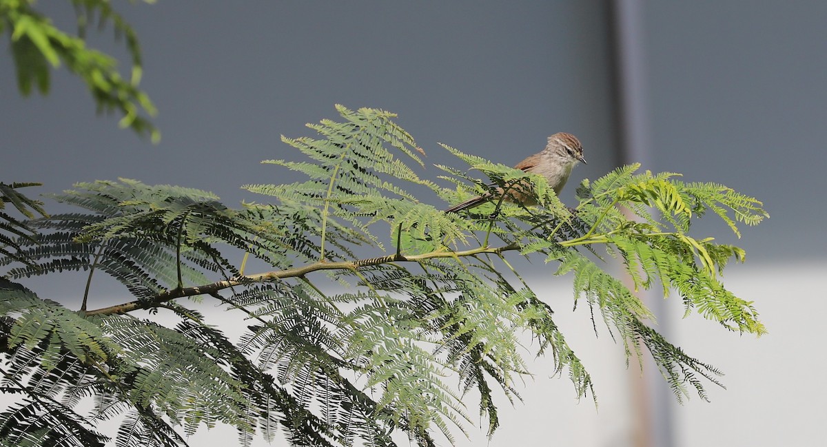 Plain-mantled Tit-Spinetail (grisescens) - Catalina Prado Bustamante