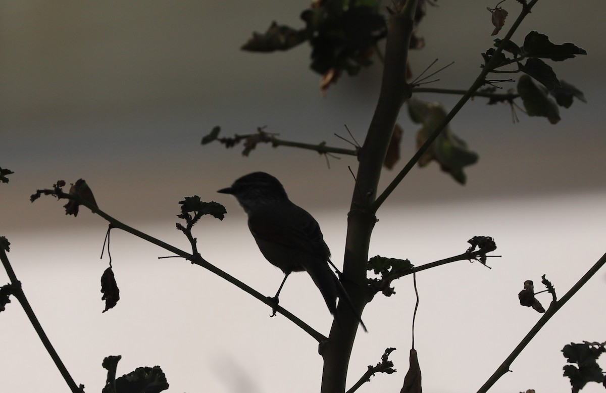 Plain-mantled Tit-Spinetail (grisescens) - Catalina Prado Bustamante