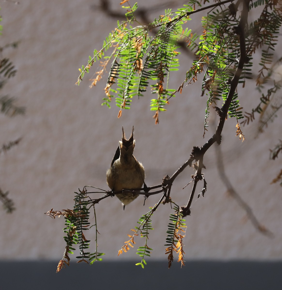 Plain-mantled Tit-Spinetail (grisescens) - Catalina Prado Bustamante