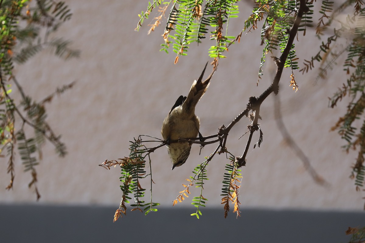 Plain-mantled Tit-Spinetail (grisescens) - Catalina Prado Bustamante