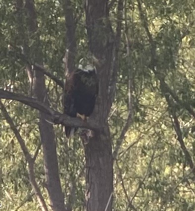 Bald Eagle - ML618965262