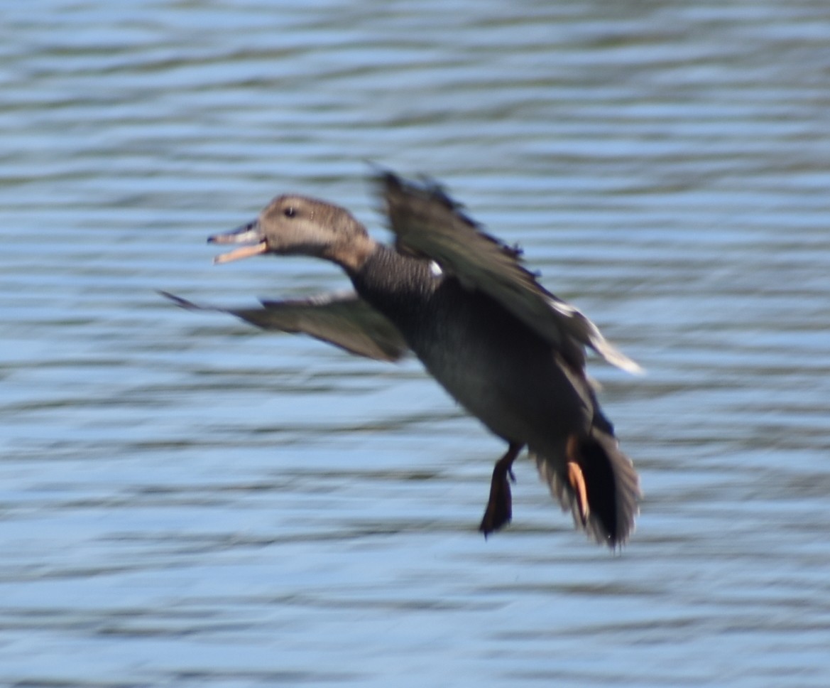 Gadwall - M. Rogers