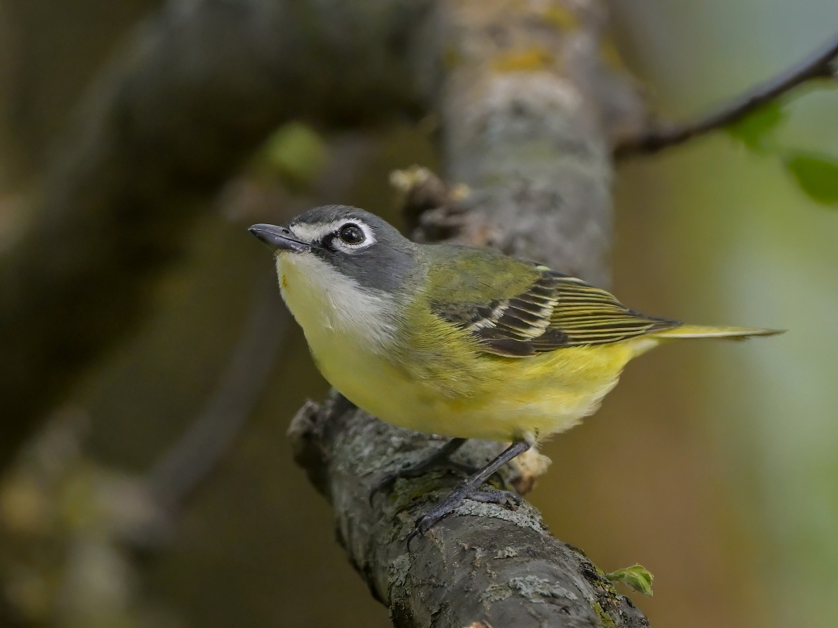 Blue-headed Vireo - Myron Peterson