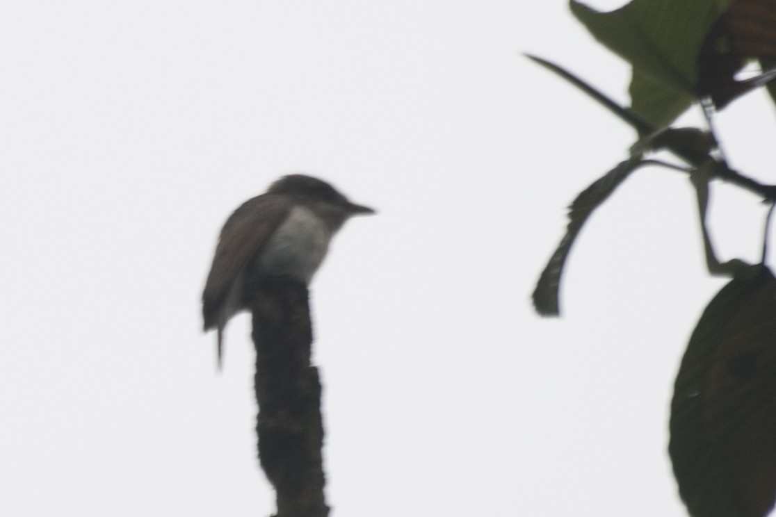 Large Woodshrike - SOVON PARBAT