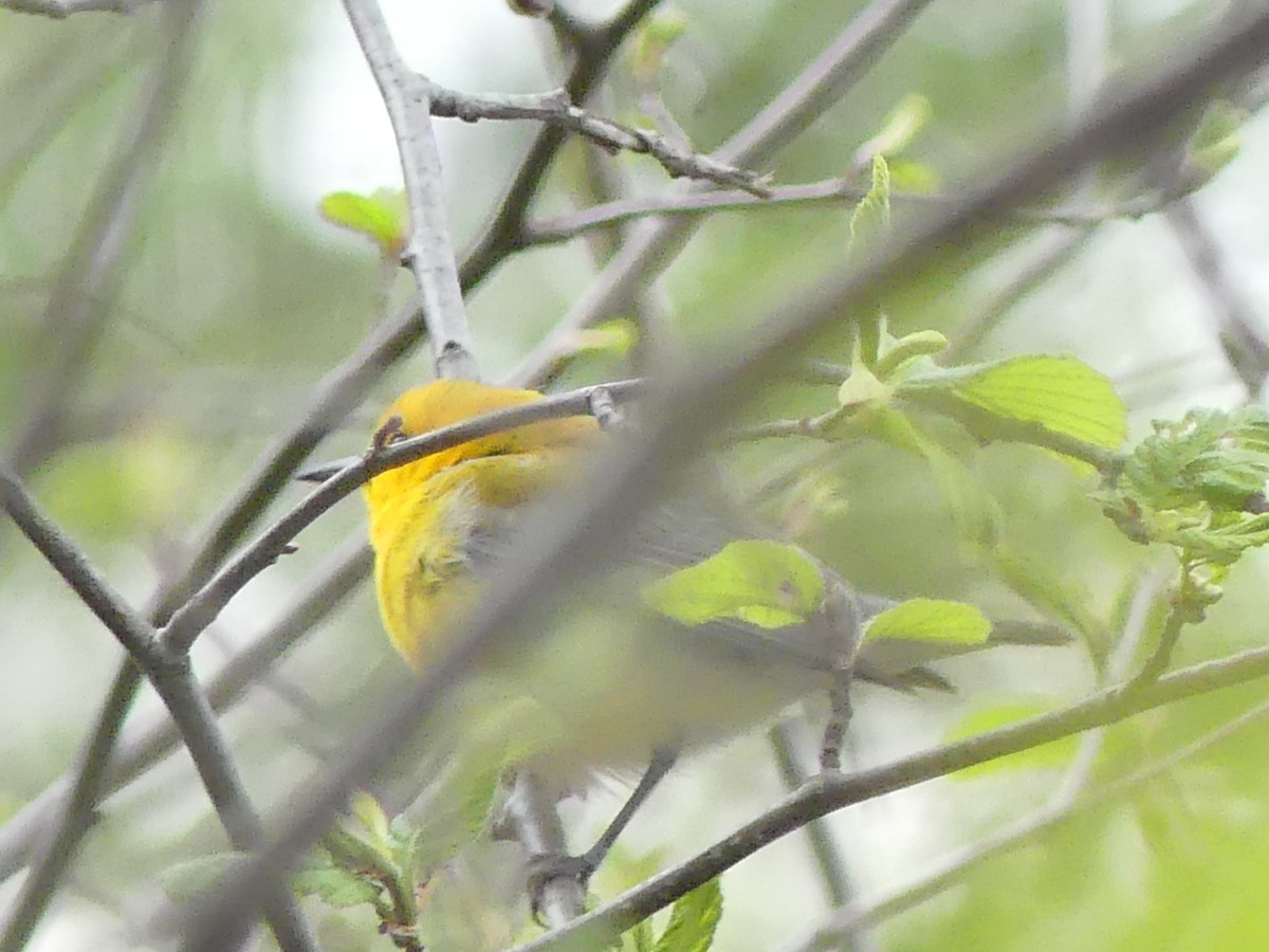 Prothonotary Warbler - Anne-Marie Berthiaume