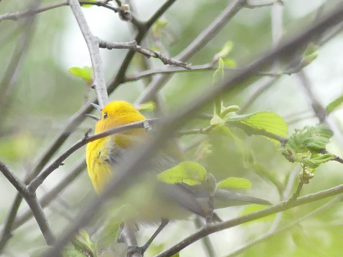 Prothonotary Warbler - Anne-Marie Berthiaume