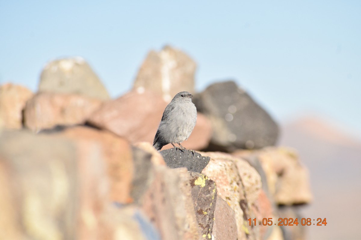 Plumbeous Sierra Finch - ML618965270