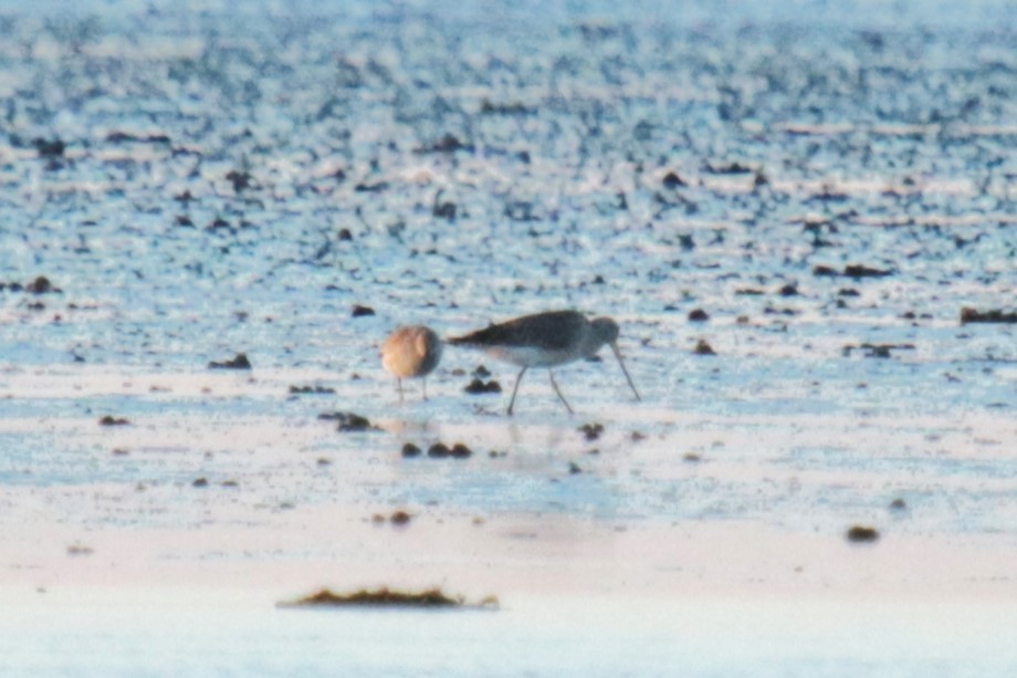 Bar-tailed Godwit - ML618965275