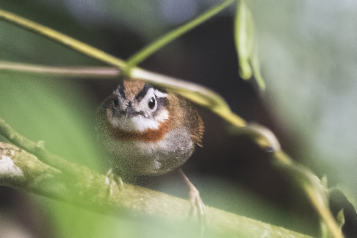 Rufous-throated Fulvetta - ML618965281