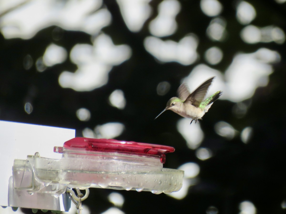 Ruby-throated Hummingbird - Jean Spaans