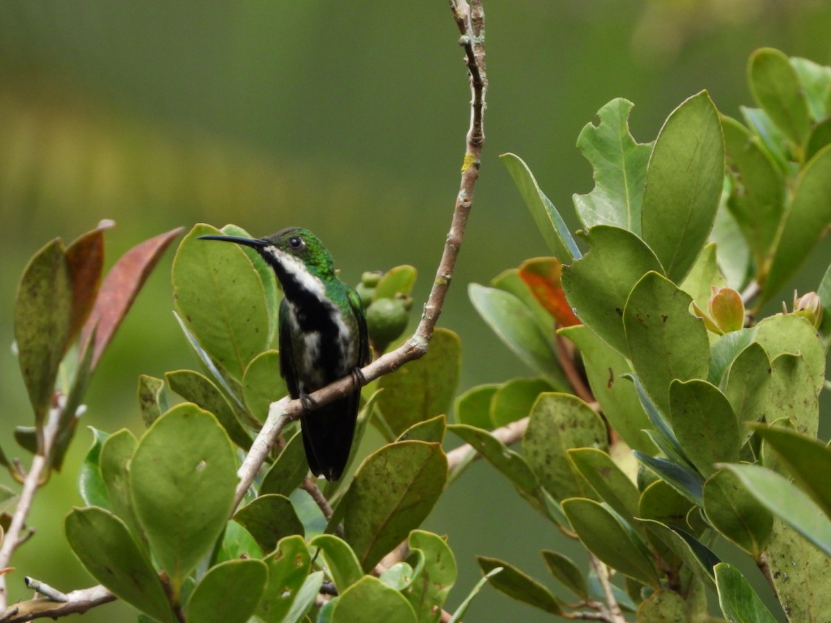 kolibřík tropický - ML618965295