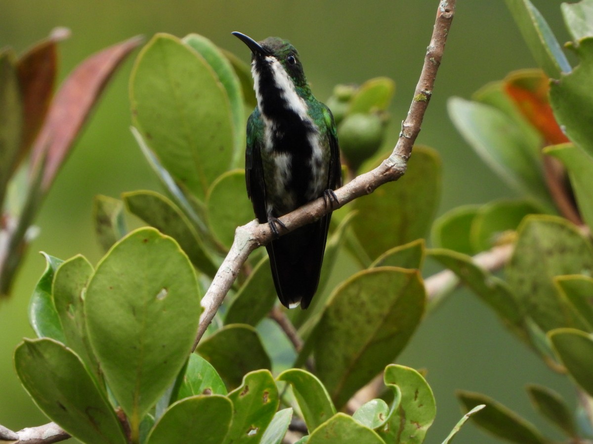 kolibřík tropický - ML618965296