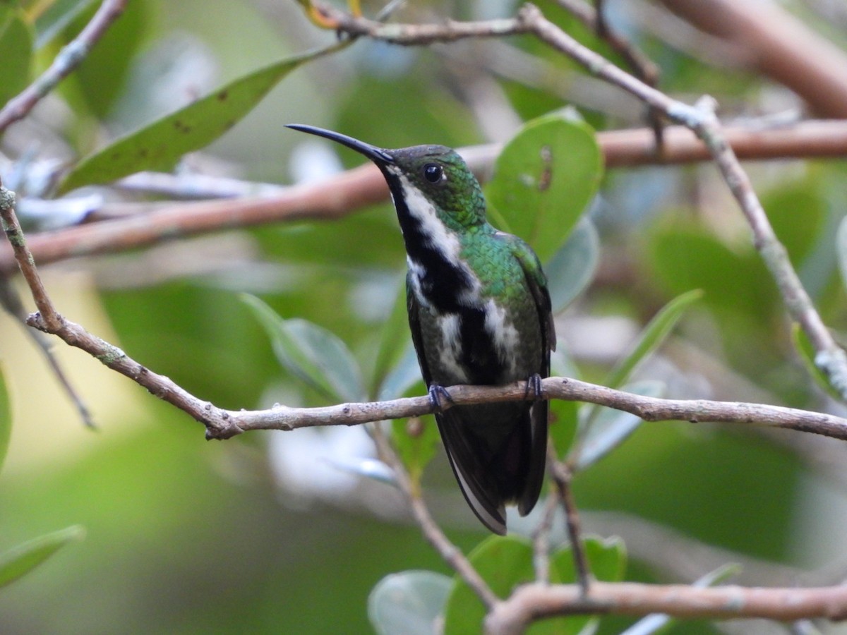 kolibřík tropický - ML618965297