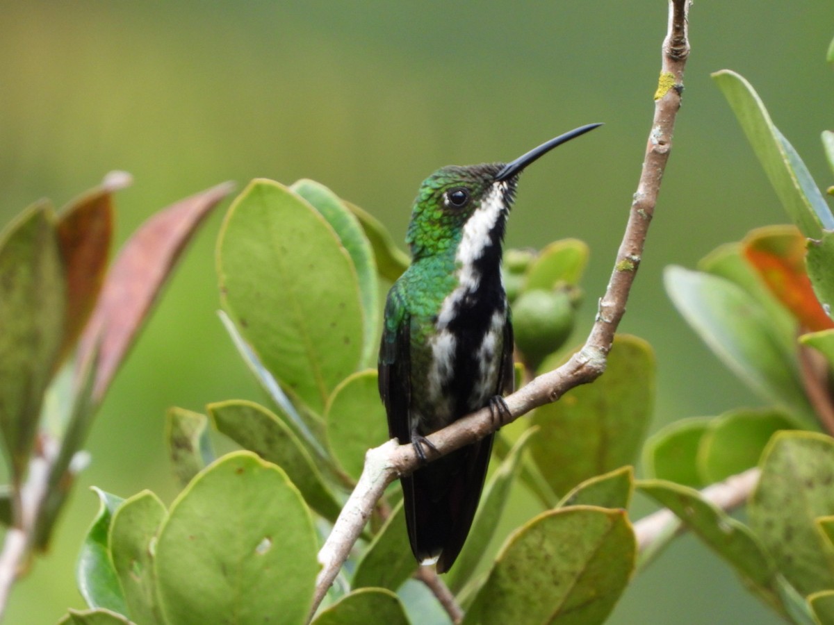 kolibřík tropický - ML618965300
