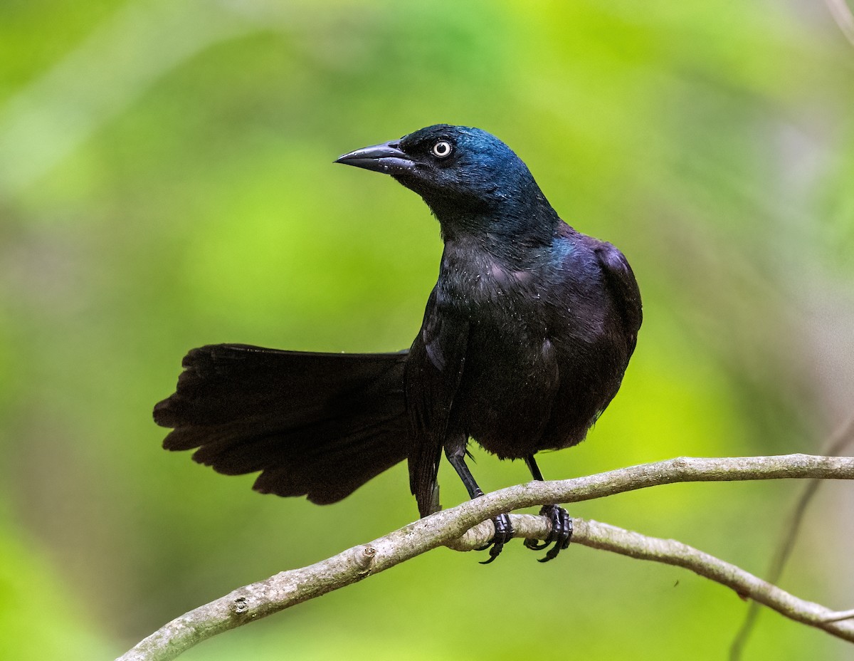 Common Grackle - Tom Warren