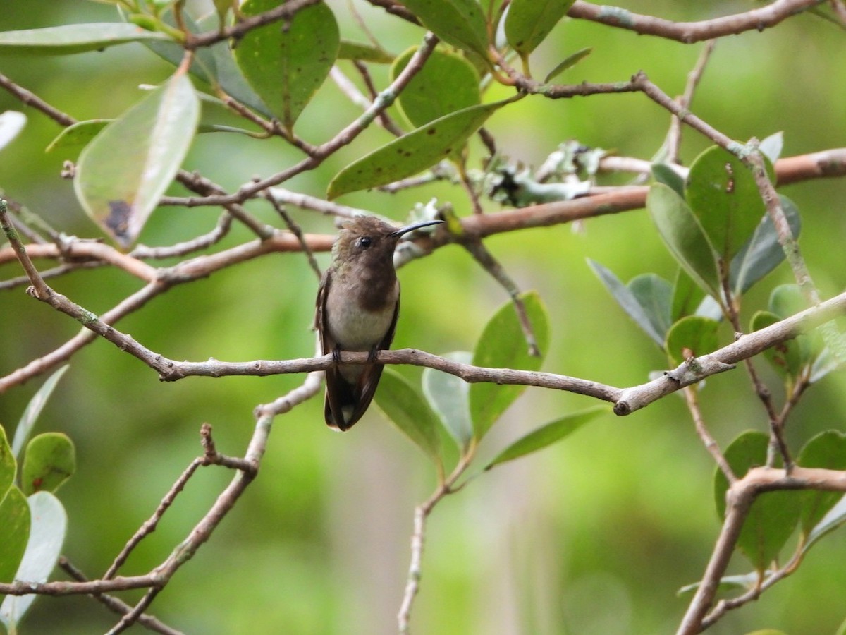 Ruby-topaz Hummingbird - karime falah