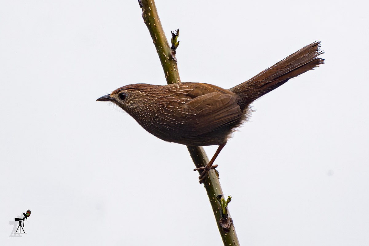 Bhutan Laughingthrush - Uday Agashe