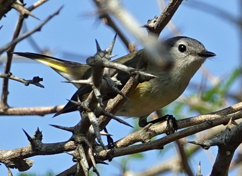 American Redstart - Porfi Correa