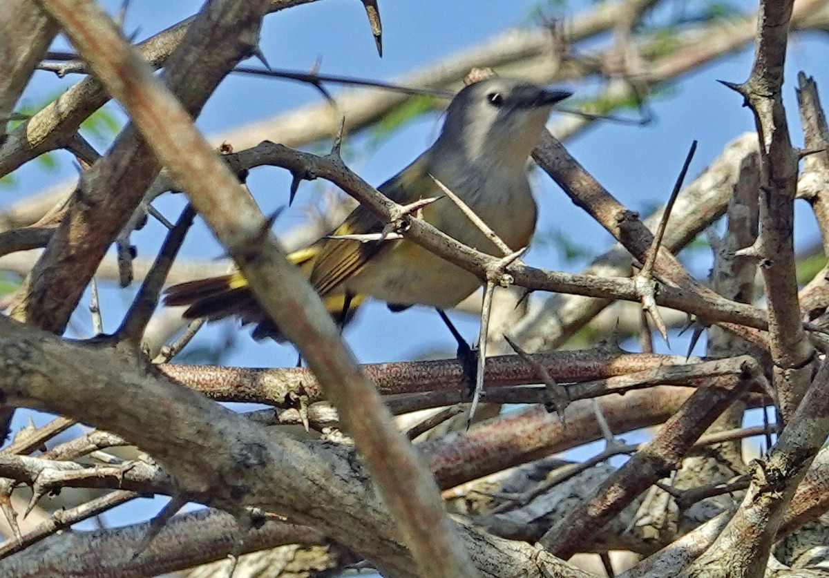 American Redstart - Porfi Correa