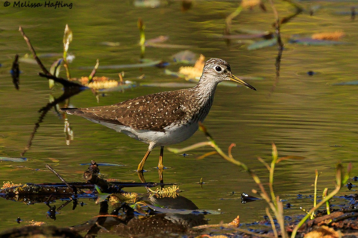 Solitary Sandpiper - Melissa Hafting