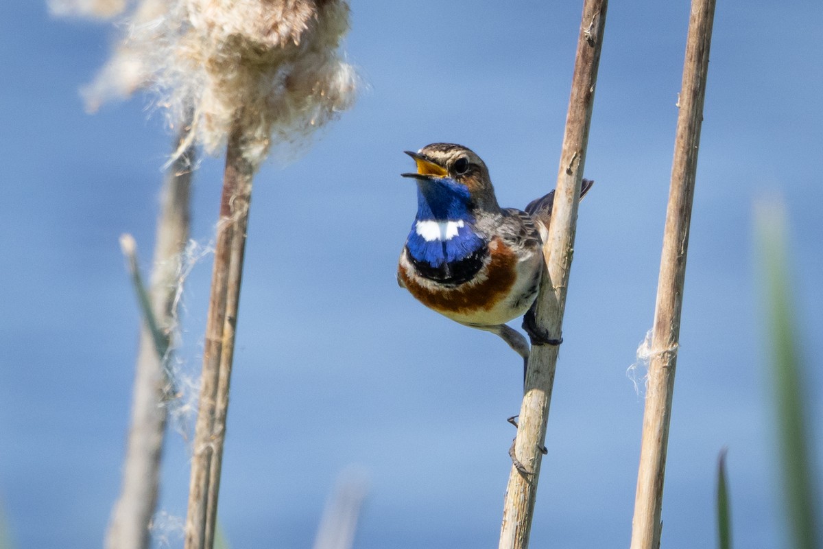 Blaukehlchen (Weißsterniges) - ML618965370