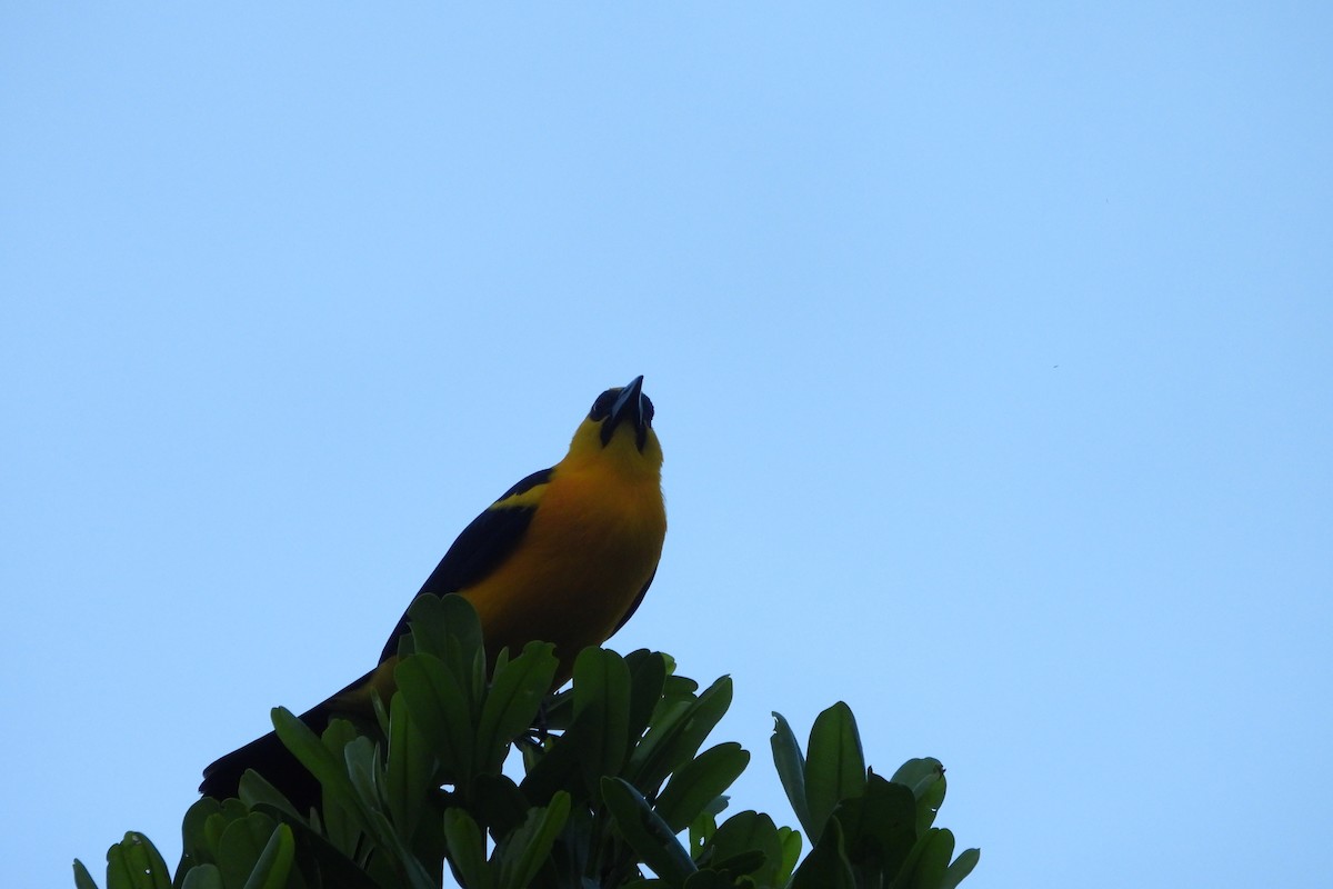Oriole Blackbird - Dey Velandia