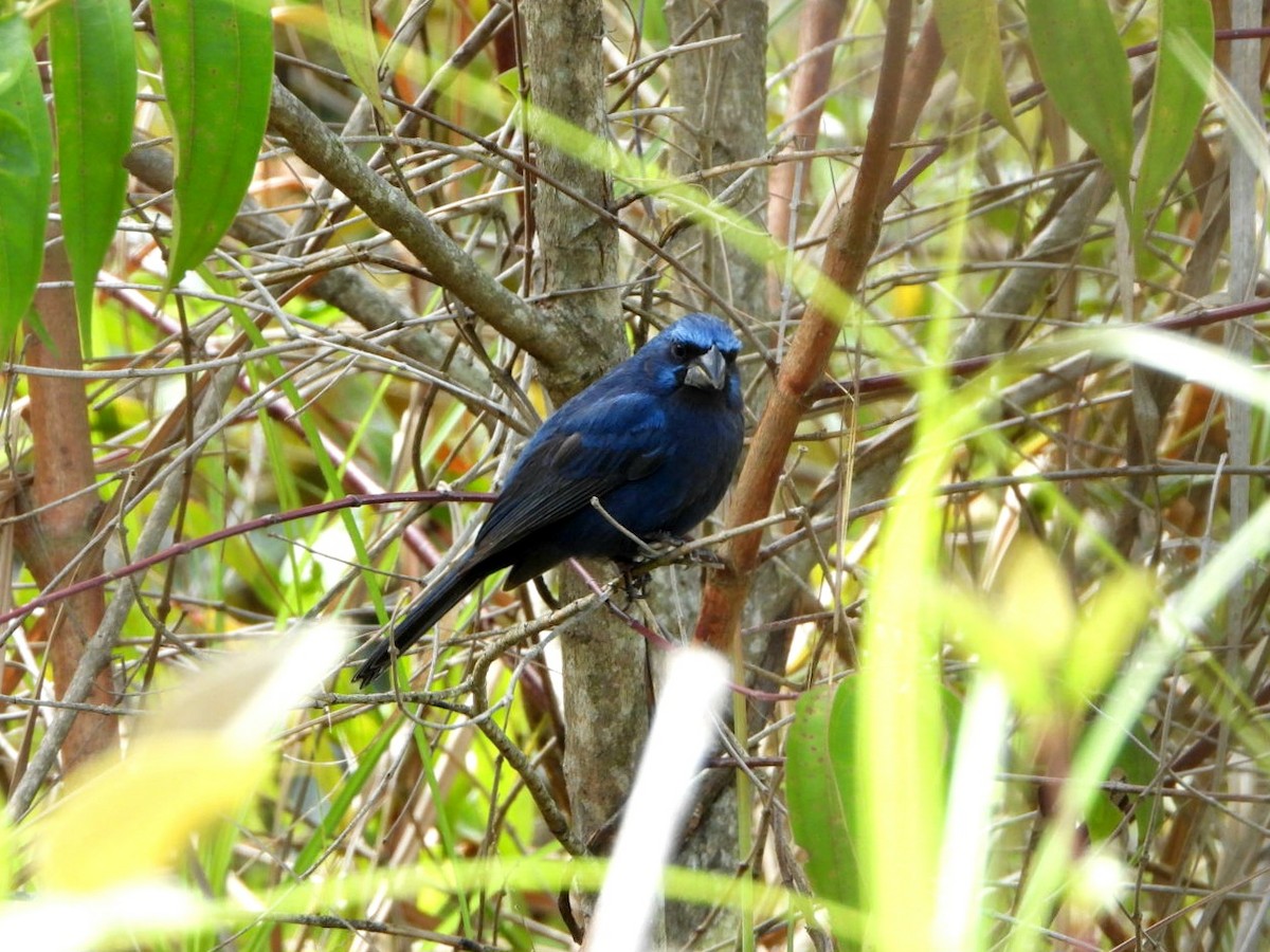 Ultramarine Grosbeak - karime falah