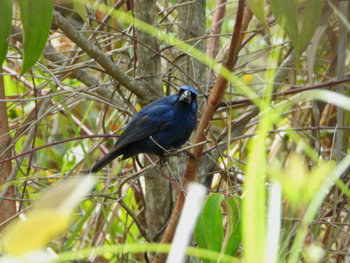 Ultramarine Grosbeak - karime falah