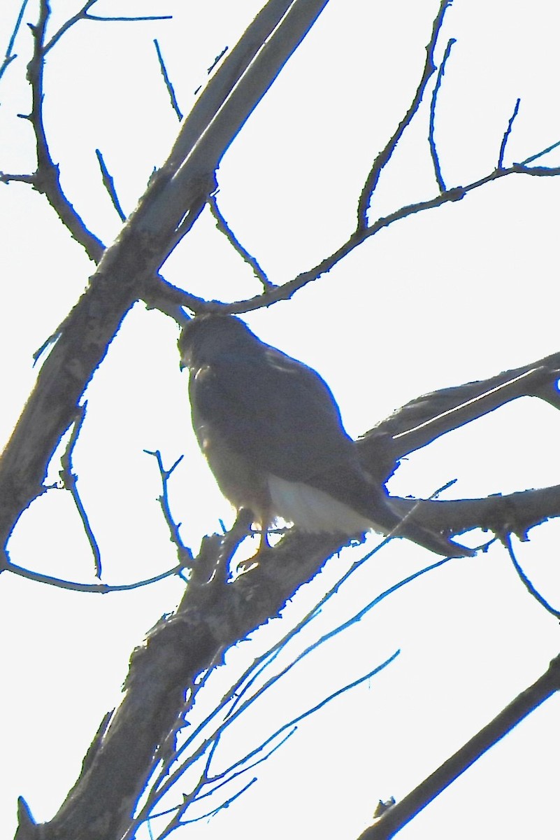 Accipiter sp. - ML618965403