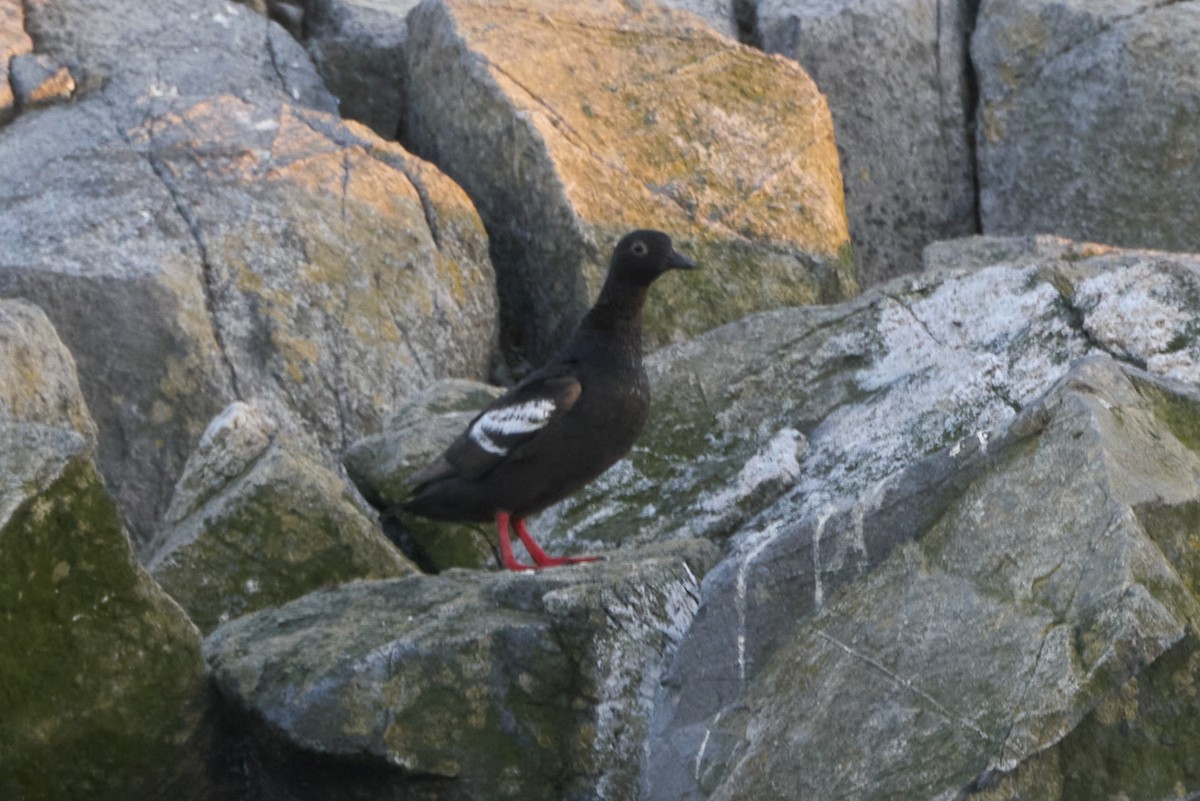 Pigeon Guillemot - ML618965407