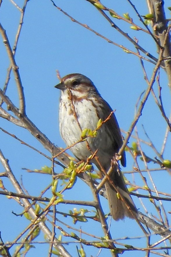 Song Sparrow - Hobart Collins