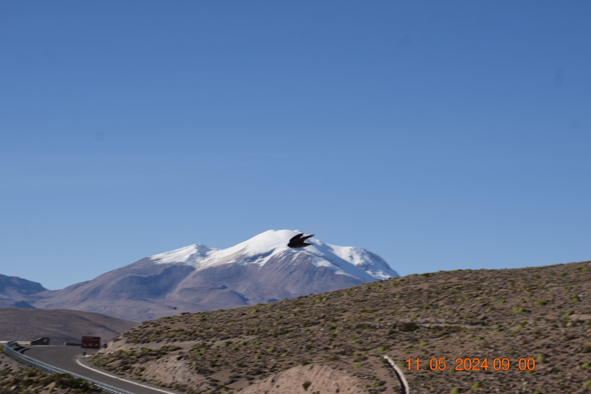 Andean Swallow - ML618965416