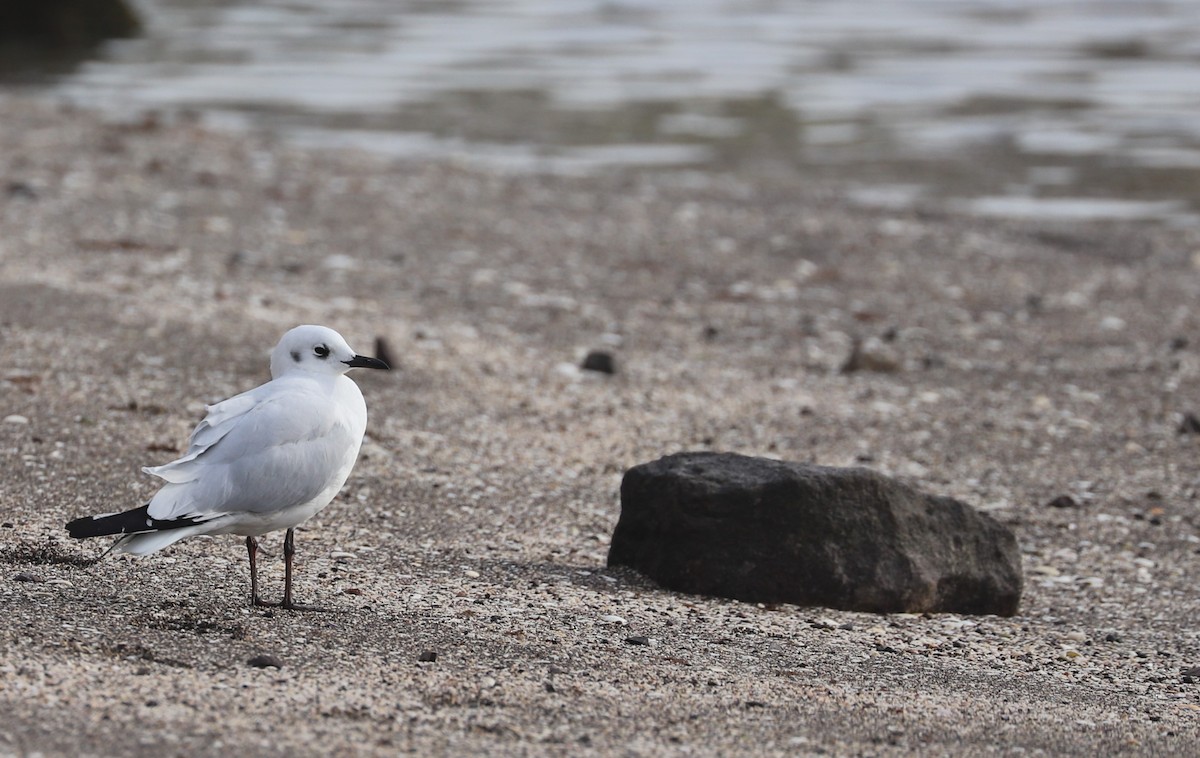 Andean Gull - ML618965423