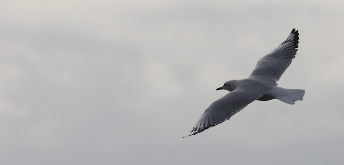 Andean Gull - ML618965424