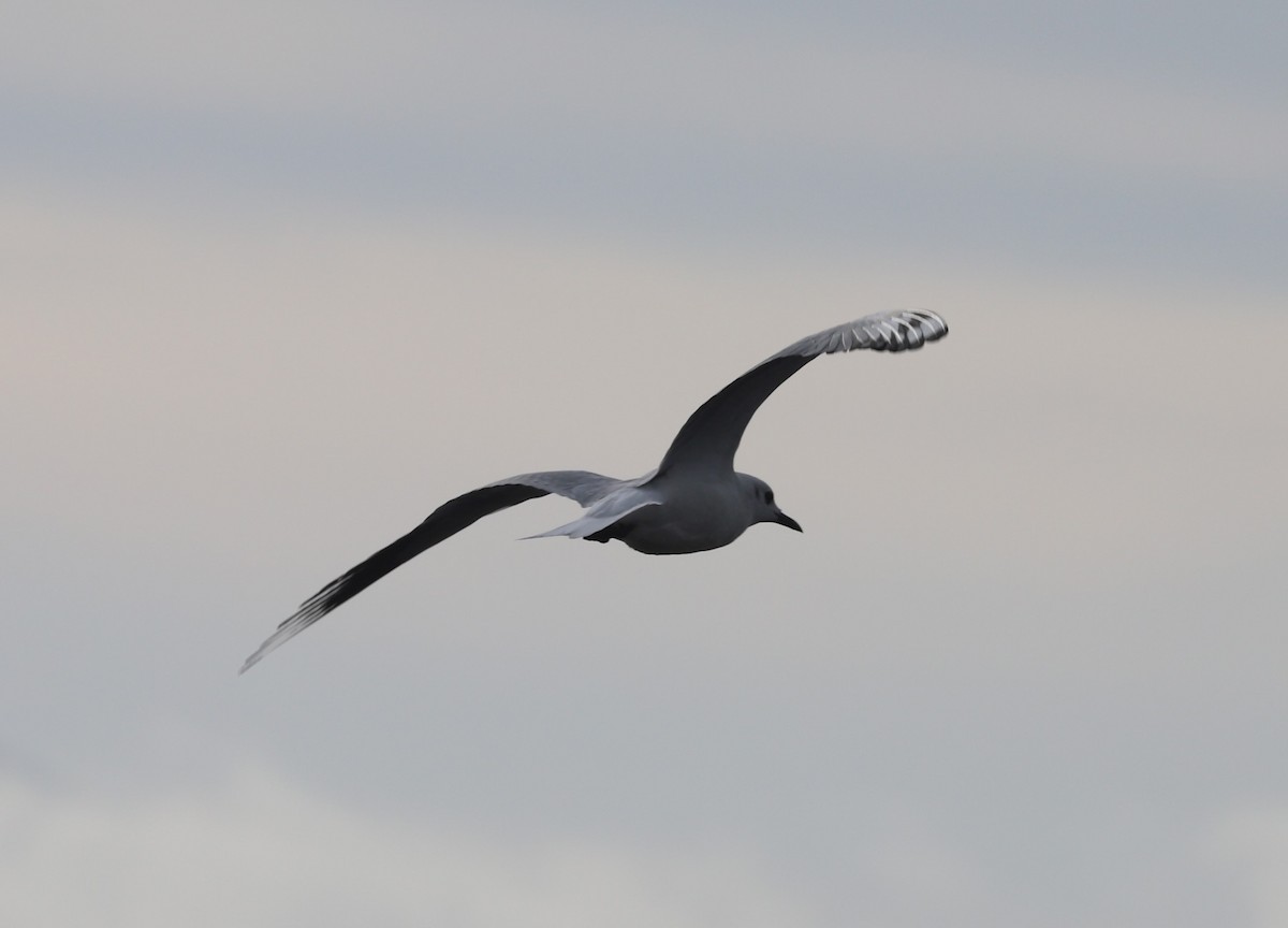 Andean Gull - ML618965425