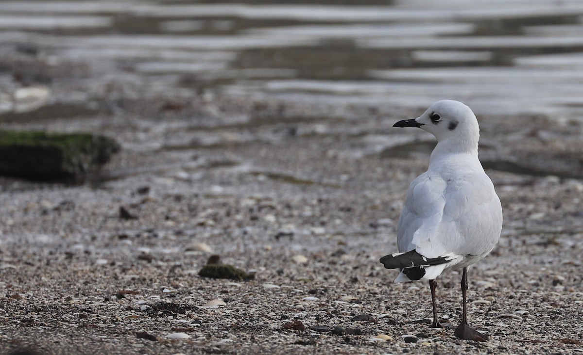 Andean Gull - ML618965426