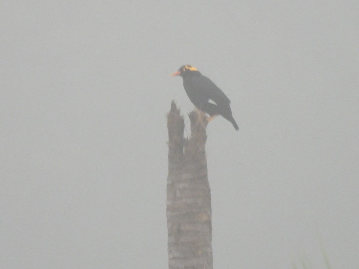 Southern Hill Myna - Ramesh Desai