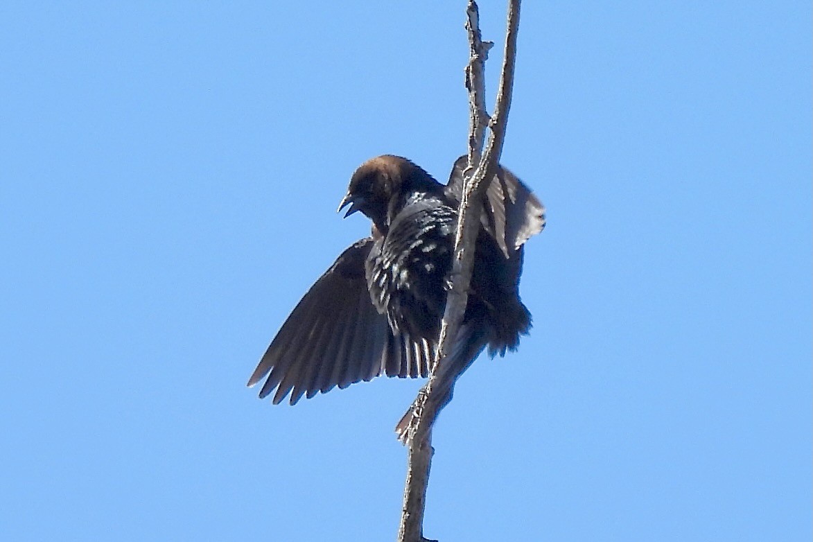 Brown-headed Cowbird - Hobart Collins