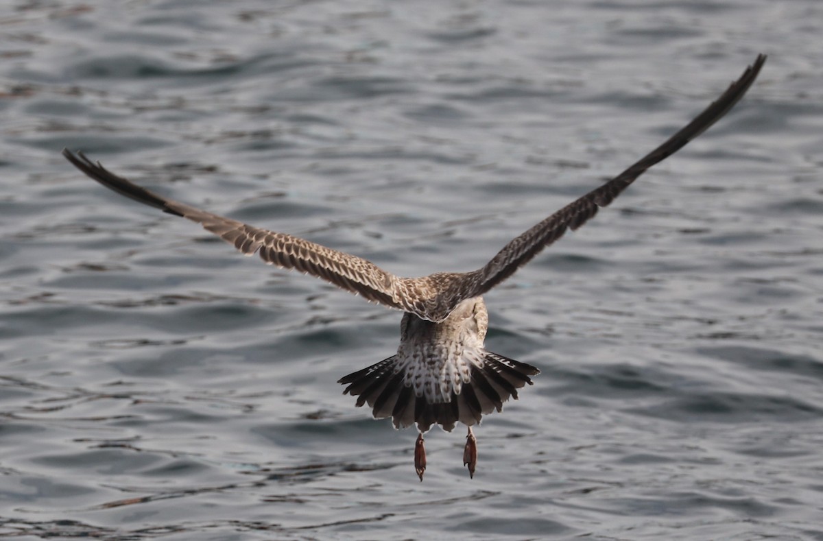 Kelp Gull - ML618965445