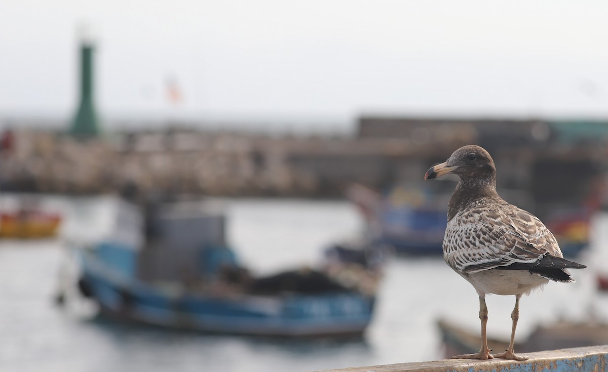 Kelp Gull - ML618965446