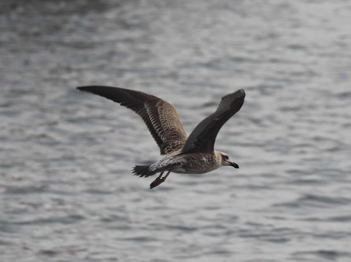 Kelp Gull - ML618965447