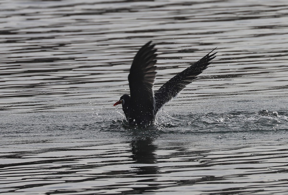 Inca Tern - ML618965451